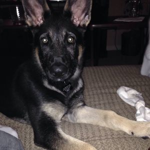 Meet your Posher, Ashlee